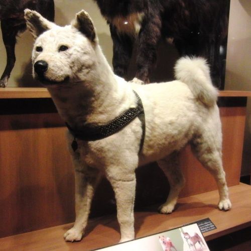 chu cho hachiko chu cho hachiko